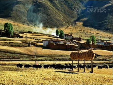 拉薩-林芝-然烏湖-山南－羊湖8日環藏遊