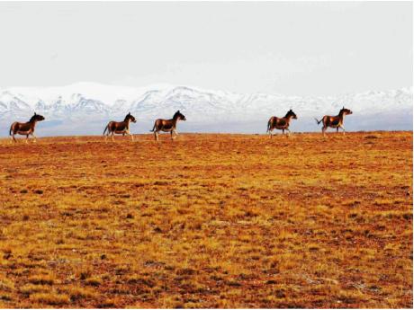 青藏-日喀則-珠峰-林芝-然烏湖-拉薩14日遊（西寧到拉薩）