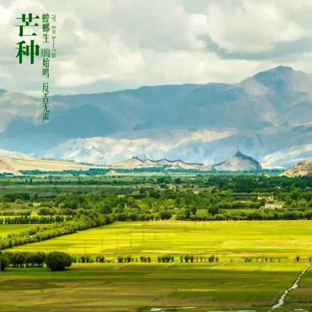 西藏最美24個節氣 芒種