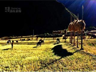 拉萨-林芝-然乌湖-山南－羊湖8日环藏游