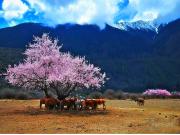 西藏林芝桃花節7日遊